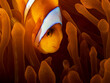 Portrait of two-banded anemonefish (Amphiprion bicinctus), a clownfish in the Red Sea, Egypt.  Underwater photography and travel.