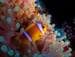 Two-banded anemonefish (Amphiprion bicinctus), a clownfish in the Red Sea, Egypt.  Underwater photography and travel.