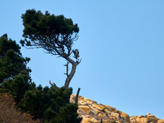 Wall Mural - tree