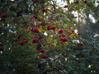 Czerwone owoce jarzębiny w lesie