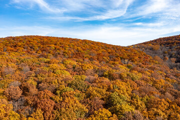 Poster - Peak Foliage - New Jersey