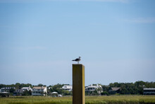A Single Seagull Perched On A Concrete Post