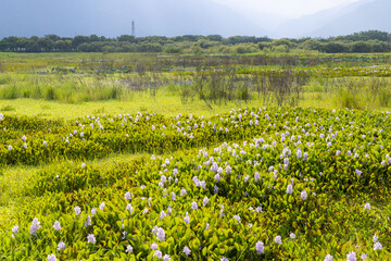 Canvas Print - Beautiful flower field in Taitung of Taiwan