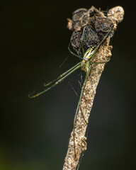 Wall Mural - Bright Green Spider on a stick
