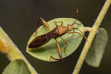 Wall Mural - Assassin Beetle on a leaf