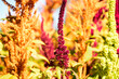 Burgundi amaranth is cultivated as leaf vegetables, cereals and ornamental plants.