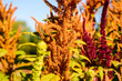 Orange amaranth is cultivated as leaf vegetables, cereals and ornamental plants.