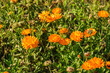 Orange Marigold flower shot from the side in bright sunshine.