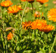Orange Marigold flower shot from the side in bright sunshine. Blooming marigold flowers