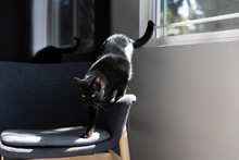 Black Domestic Cat On A Chair