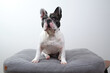 © Austockphoto - A black and white French bulldog