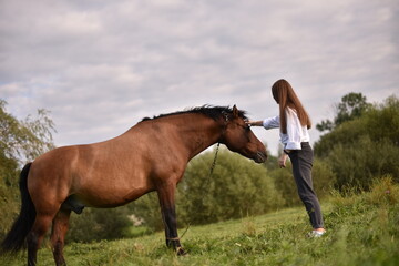 a brown horse is grazing on a green field in summer