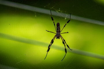 Wall Mural - spider on the web
