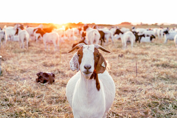 Herd of goats in the field at sunset 