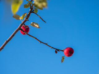 Poster - Reife Äpfel am Baum