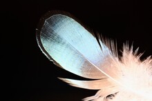Colorful Duck Feather 