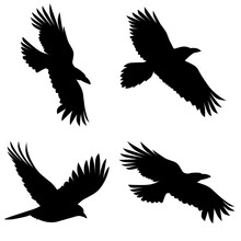 Set Of Realistic Vector Silhouettes Of Crows. Isolated On A White Background. Great For Horror Posters.