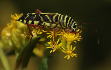 Wall Mural - Side view of Locust Borer Beetle (Megacyllene robiniae) feeding on pollen in a goldenrod (Solidago sp.) flower.
