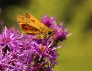 Wall Mural - Firery skipper butterfly feeding on nectar on a purple ironweed flower on a warm summer morning. 