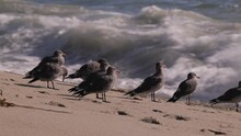 In Autumn, Many Young And Migratory Birds Can Be Seen On The Californian Coast. Young Seagulls On The California Beach.