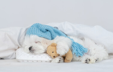 Poster - Cute Lapdog puppy wearing warm hat sleeps under white blanket on a bed at home and hugs favorite toy bear