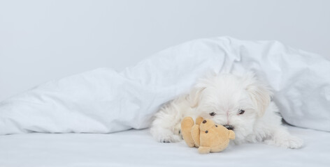 Poster - Playful White Lapdog puppy hugs toy bear under white blanket on a bed at home. Empty space for text
