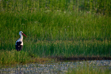 Wall Mural -  White stork // Weißstorch (Ciconia ciconia) 