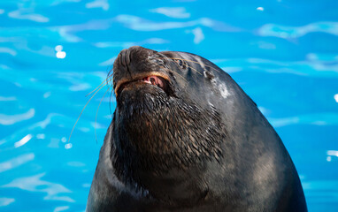 Wall Mural - Portrait of a sea lion in the pool.