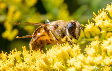 Bee on a yellow flower.