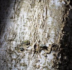 Sticker - Tree bark as an abstract background.