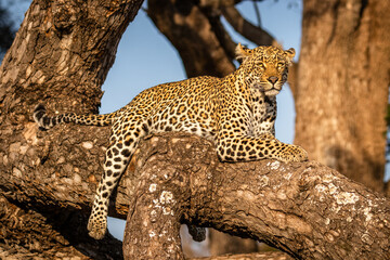 Wall Mural - male leopard ( panthera pardus) relaxing in a tree, sabi sands game reserve, south africa.