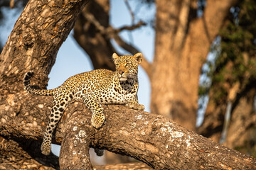 Wall Mural - male leopard ( panthera pardus) relaxing in a tree, sabi sands game reserve, south africa.