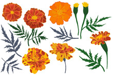 Marigold Flowers And Leaves Scrapbooking Set Png File