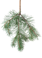 Sticker - Pine branch isolated