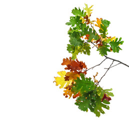 Canvas Print - Oak leaves on branch, colorful foliage in autumn isolated on white 