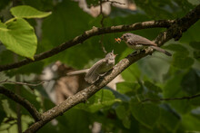 Tufted Titmouse Feeds Its Young A Spider