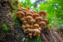 Armillaria Mellea - Honey Fungus In Forest - Very Taste Edible Mushroom