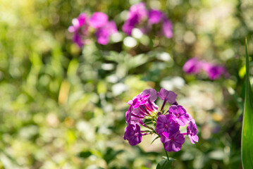 Poster - Garden phlox bright summer flowers. Blooming branches of phlox in the garden on a sunny day.	