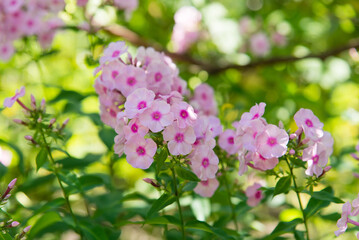 Poster - Garden phlox bright summer flowers. Blooming branches of phlox in the garden on a sunny day.	