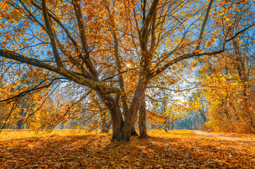 Poster - Golden autumn in the park