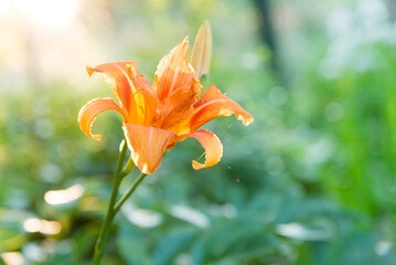 Sticker - Beautiful lily flower on a background of green leaves. Lily flowers in the garden. Background texture with orange flower	