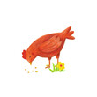 Ginger hen illustration isolated on transparent background. Hand drawn with color pencils chick, flower, grass, seeds card, poster. Cartoon domestic bird hen eating seeds.