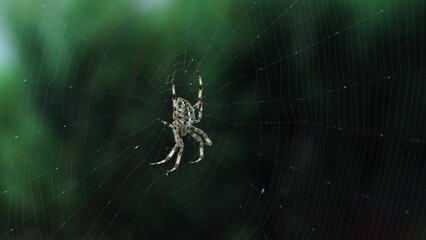 A scary spider with a cross on its back is waiting for dinner, the spider bites, but it is not poisonous to humans, the spider is waiting for insects