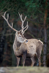 Poster - Majestic red deer stag in forest with big horn. Animal in nature habitat. Wildlife scene