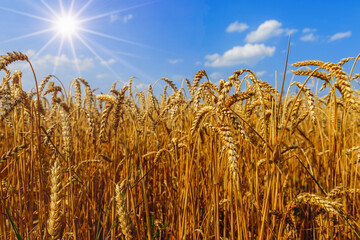 Poster - Golden ripe ears of wheat in field during summer, warm day, blue sky