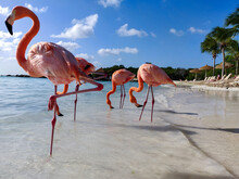Group Of Flamingos In Water