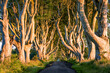 Dark Hedges at sunrise. Romantic, majestic, atmospheric, tunnel-like avenue of intertwined beech trees, planted in the 18th-century in Northern Ireland. View down the road through tunnel of trees at s