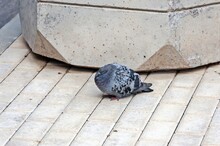 A Pigeon Is Sitting On The Sidewalk And He's Frowning He's Probably Sick
