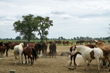 Wall Mural - herd of horses in the field