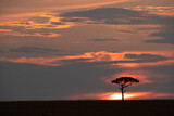 Fototapeta Sawanna - A beautiful landscape with dramatic sky during Sunset at Masai Mara